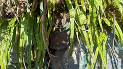 Lepisorus monilisorus