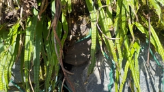 Lepisorus monilisorus