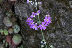 Primula malacoides