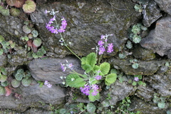 Primula malacoides