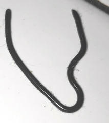 Indotyphlops braminus