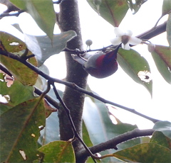 Aethopyga temminckii