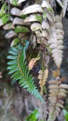 Polystichum prionolepis