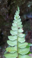 Polystichum prionolepis