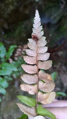 Polystichum prionolepis