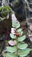 Polystichum prionolepis