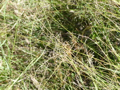 Eragrostis leptostachya