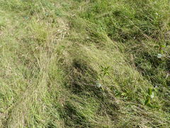 Eragrostis leptostachya