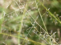 Eragrostis leptostachya