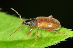 Phyllobius oblongus