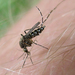 Black Saltmarsh Mosquito - Photo (c) Sean McCann, some rights reserved (CC BY-NC-SA)