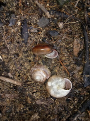 Quantula striata