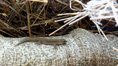 Lygodactylus bradfieldi