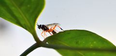 Xanthocryptus novozealandicus
