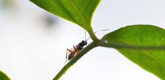Xanthocryptus novozealandicus