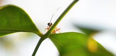 Xanthocryptus novozealandicus