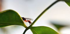 Xanthocryptus novozealandicus
