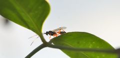 Xanthocryptus novozealandicus