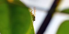 Xanthocryptus novozealandicus