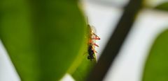 Xanthocryptus novozealandicus