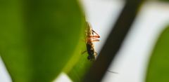 Xanthocryptus novozealandicus