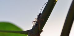 Xanthocryptus novozealandicus