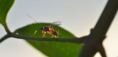 Xanthocryptus novozealandicus