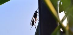 Xanthocryptus novozealandicus