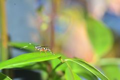 Xanthocryptus novozealandicus