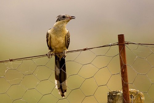 Great Spotted Cuckoo
