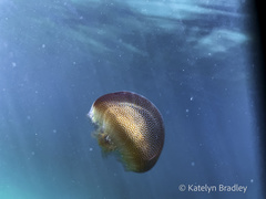 Pseudorhiza haeckeli