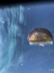 Pseudorhiza haeckeli