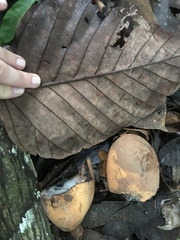 Theobroma subincanum
