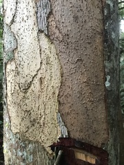 Theobroma subincanum