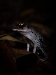 Leptobrachium smithi