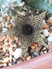 Huernia pillansii