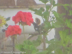 Chaetocercus mulsant