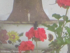 Chaetocercus mulsant