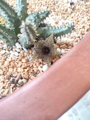 Huernia pillansii