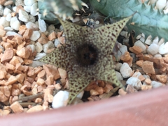 Huernia pillansii