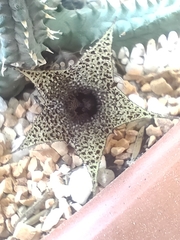 Huernia pillansii