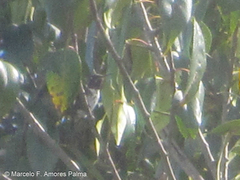 Chaetocercus mulsant