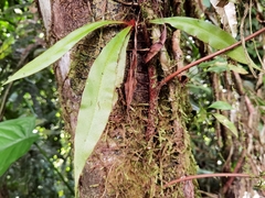 Elaphoglossum latum