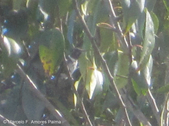 Chaetocercus mulsant