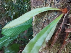 Elaphoglossum latum