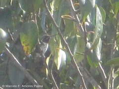 Chaetocercus mulsant