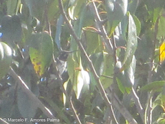 Chaetocercus mulsant