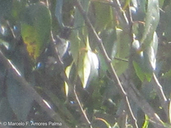 Chaetocercus mulsant