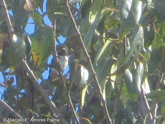 Chaetocercus mulsant