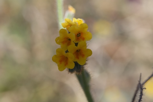 Image of Amsinckia lunaris by (c) Arvel Hernandez, some rights reserved (CC BY)